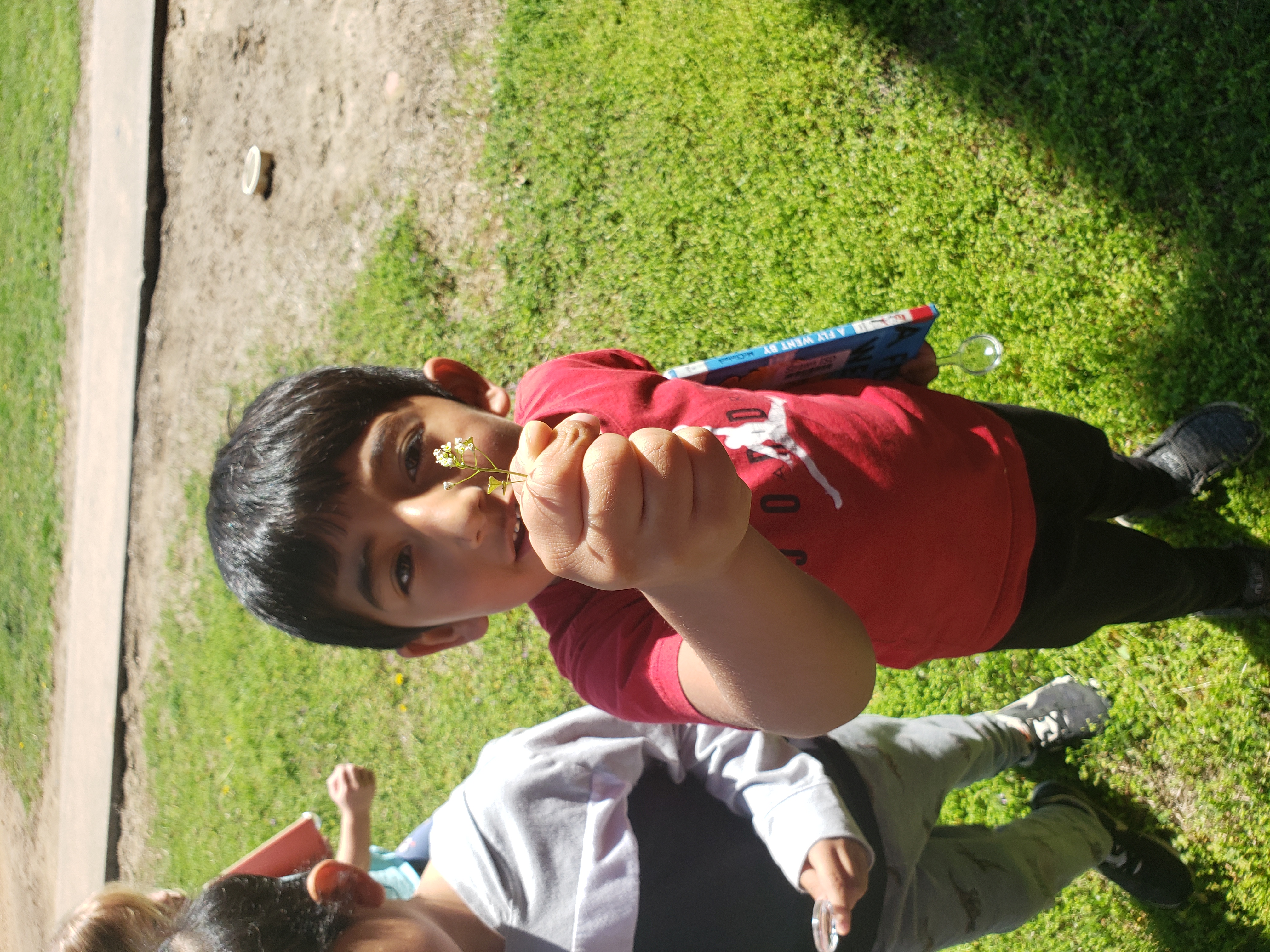 Kindergarten boy holds out a tiny white flower.