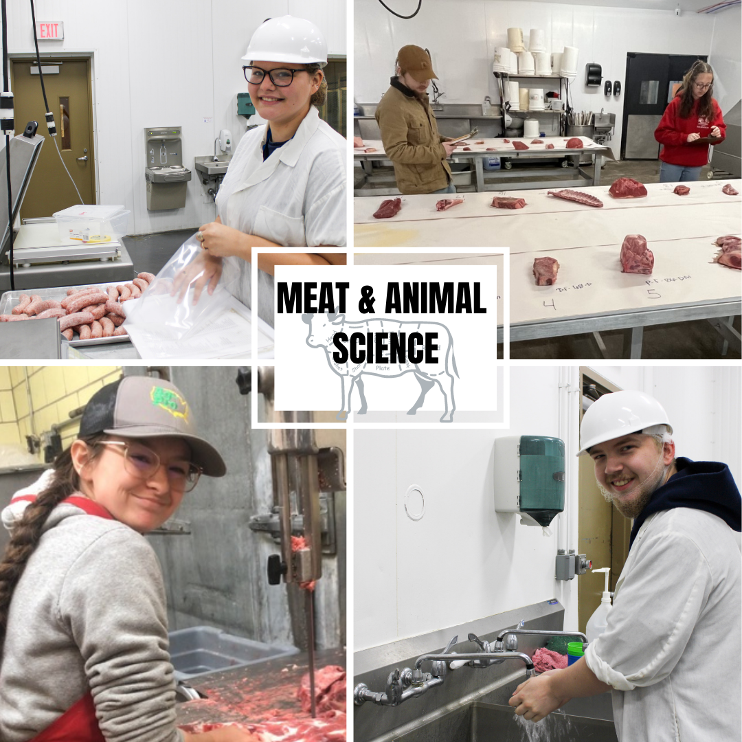 meat and animal science student at work in the classroom