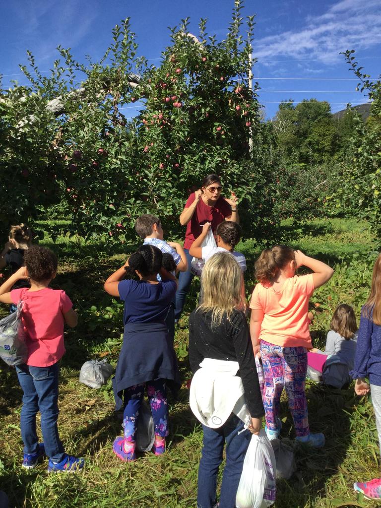 Grade 1 Apple Orchard