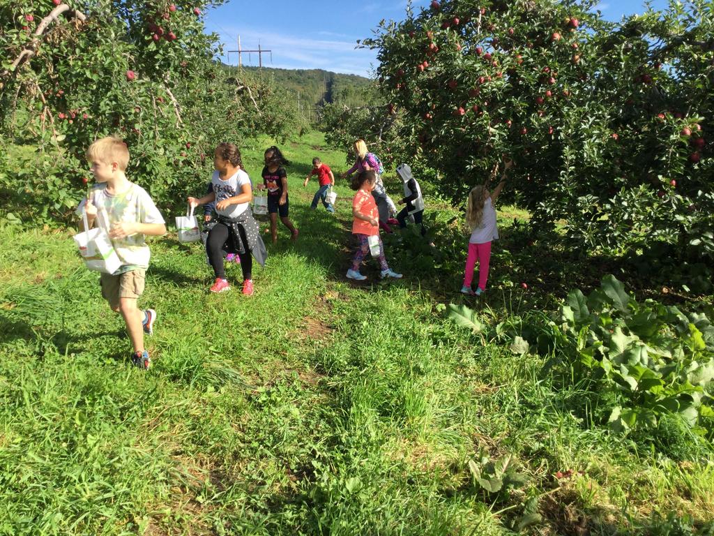 Grade 1 Apple Orchard