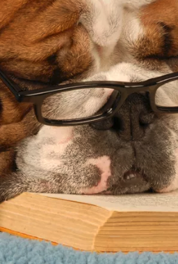 Photo of a dog with glasses.