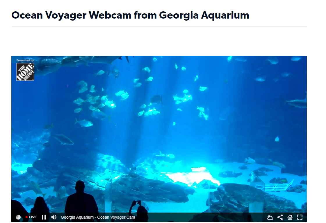 Georgia Aquarium Live Cams