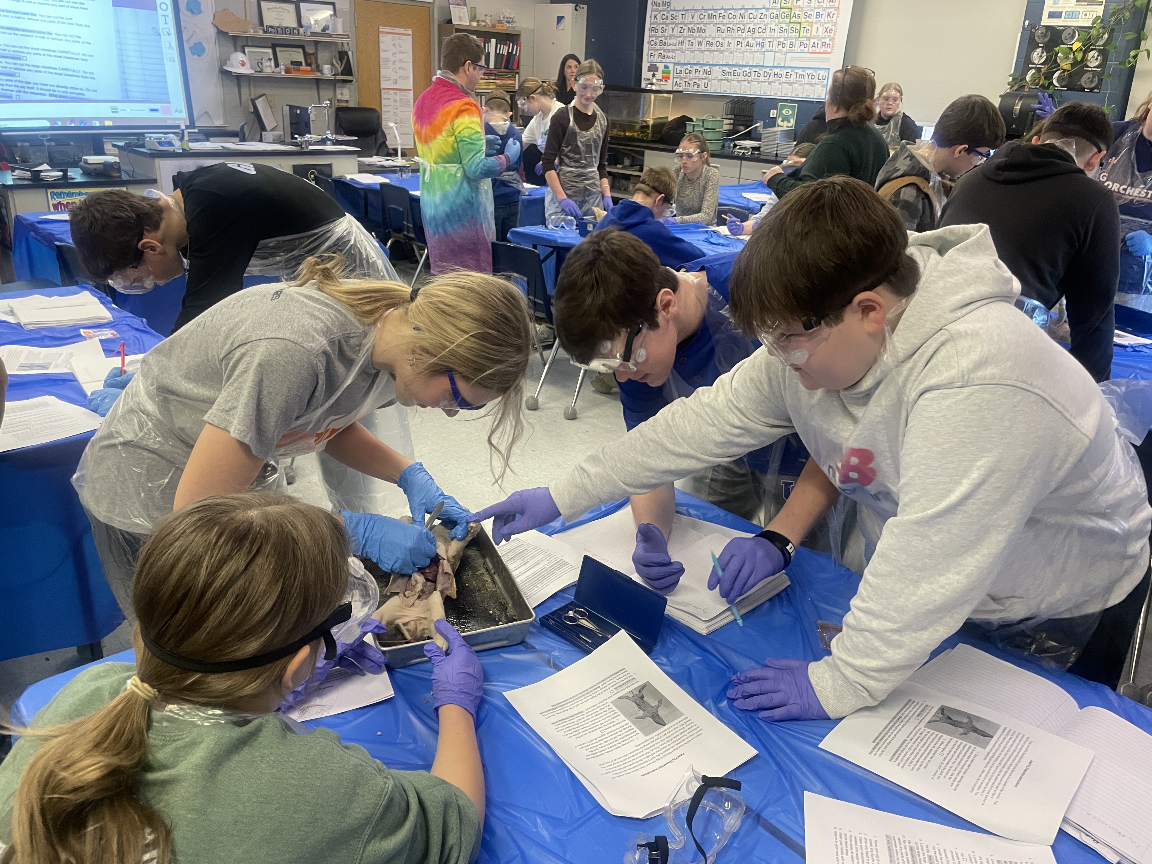 Three students around a table disecting a pig