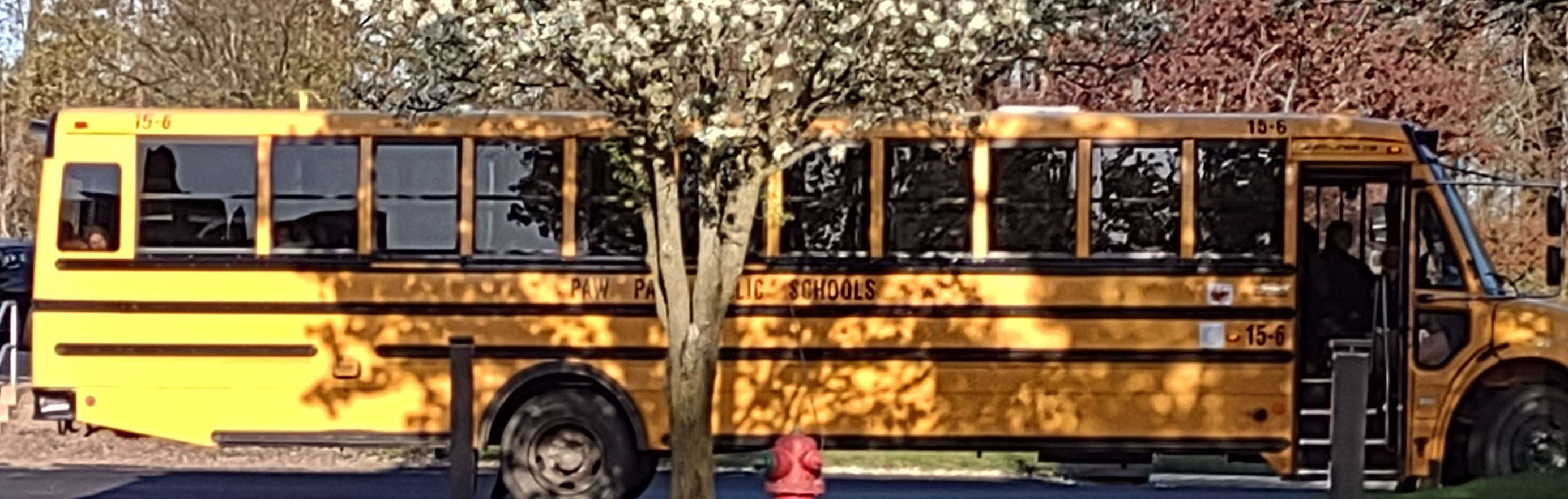 School bus next to a tree