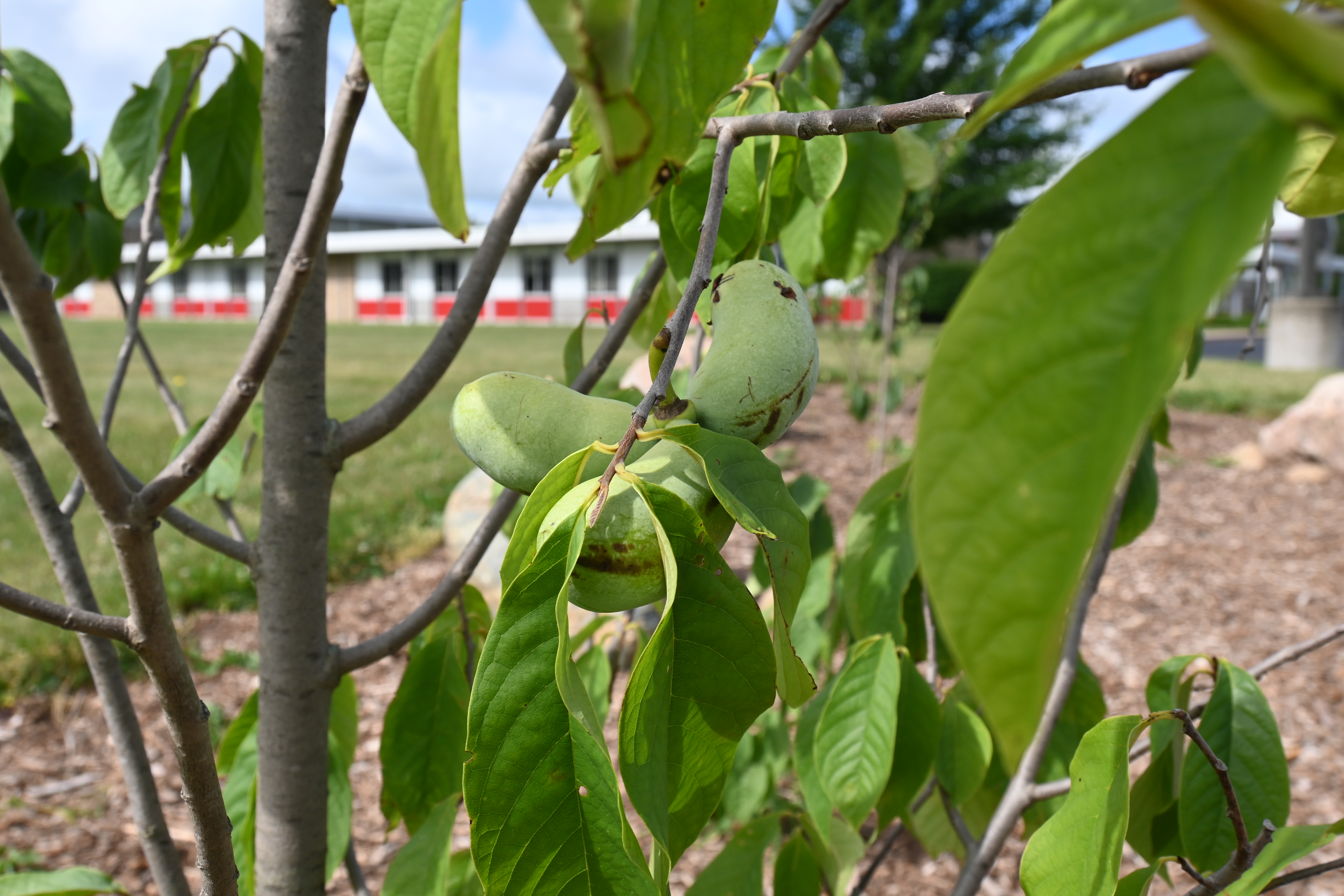 Paw Paw fruit growing on our Paw Paw trees.