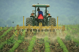 Photo of an agriculture activity.