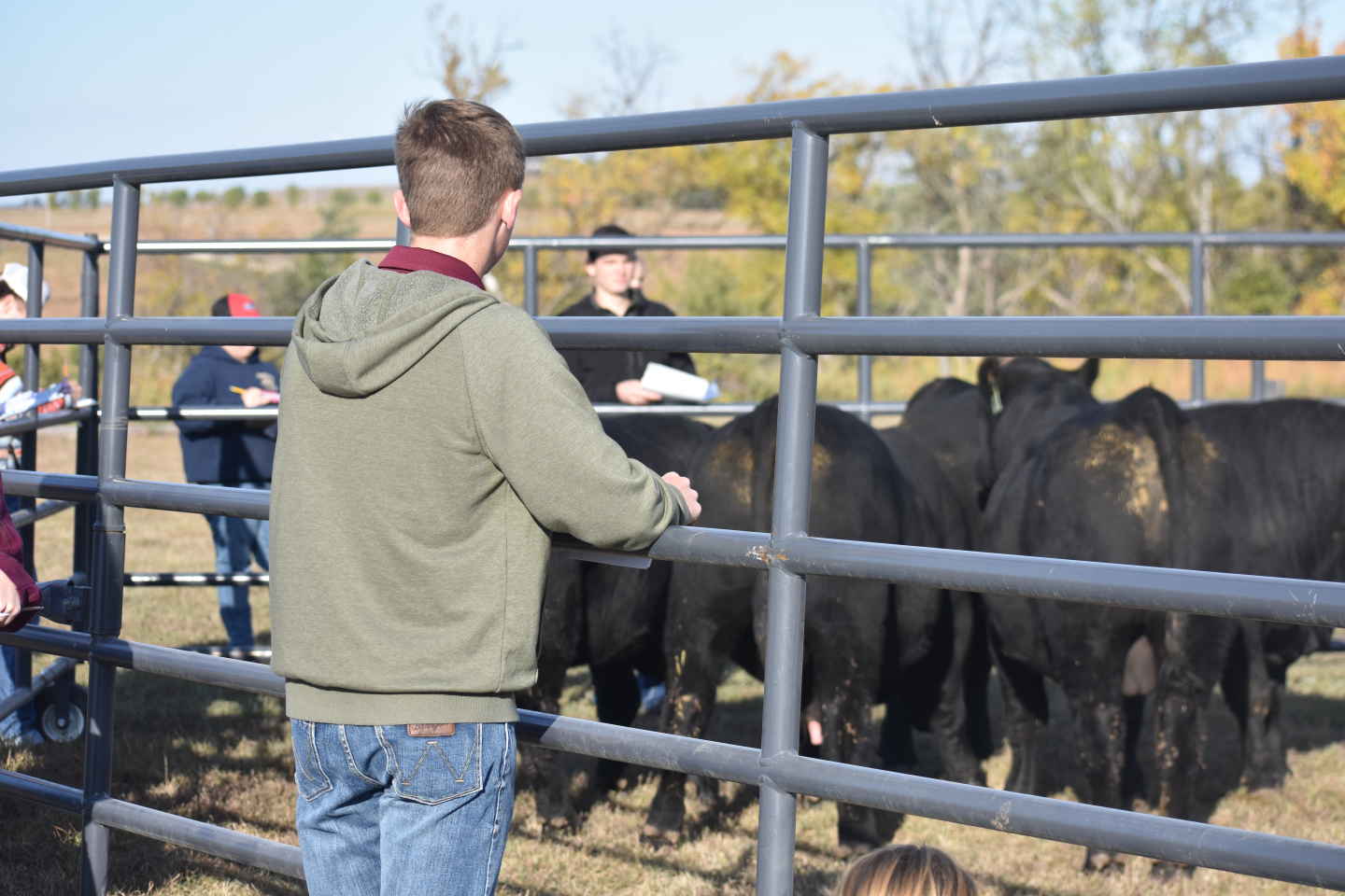 F.F.A. student watches cattle in pen