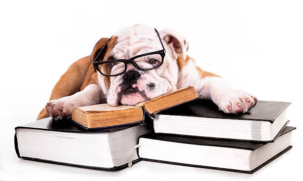 Bulldog with books