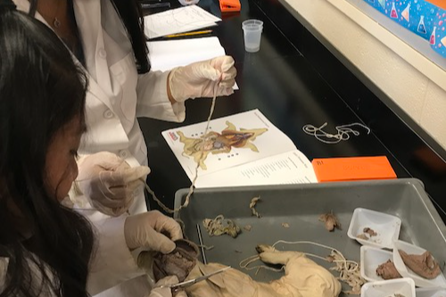 students working on a dissection