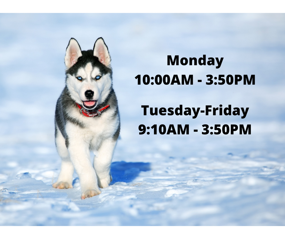 Monday 10 am - 3:50 pm Tuesday - Friday 9:10 am - 3:50 pm. Black text on an image of a husky puppy with blue eyes and a red collar in the snow