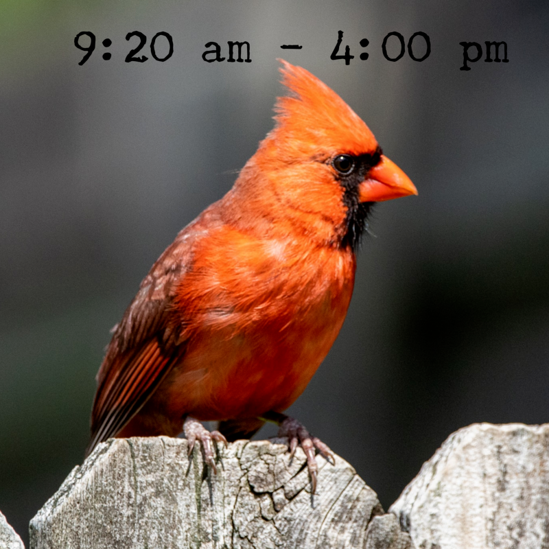 Picture of a Cardinal with text: 9:20 am - 4:00 pm
