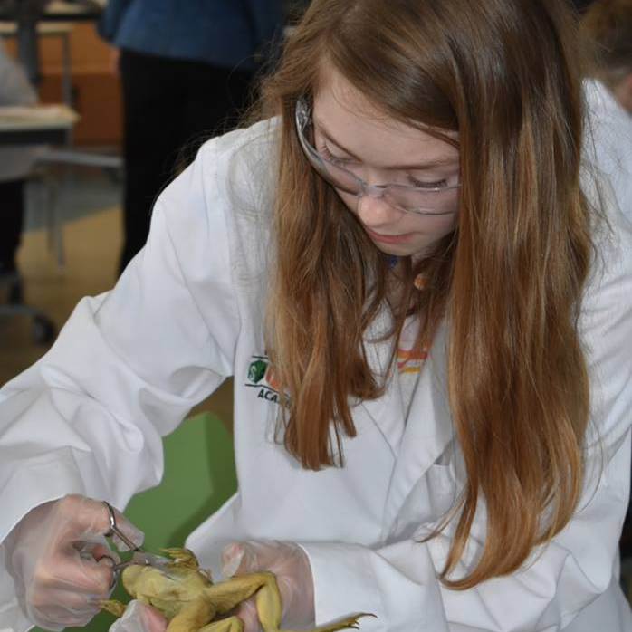 Student dissecting a frog