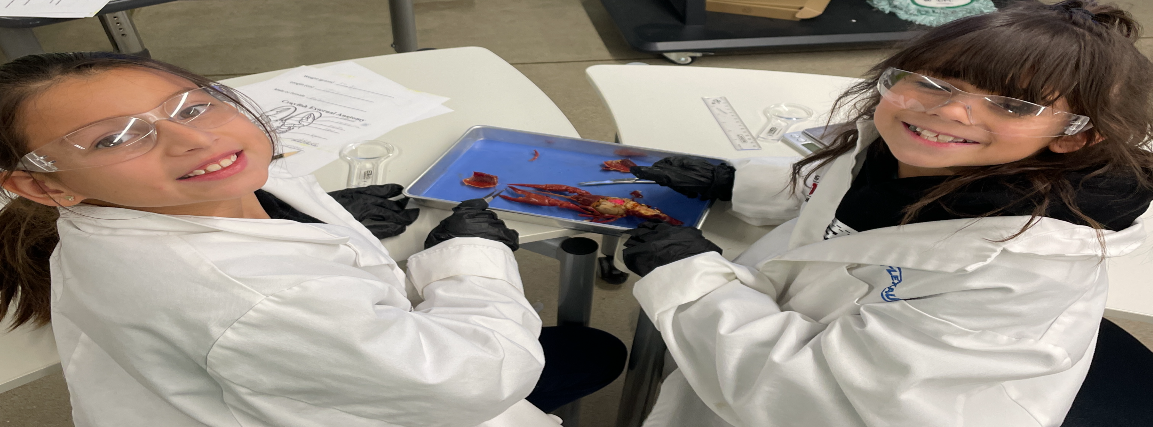 Students dissecting a crawfish