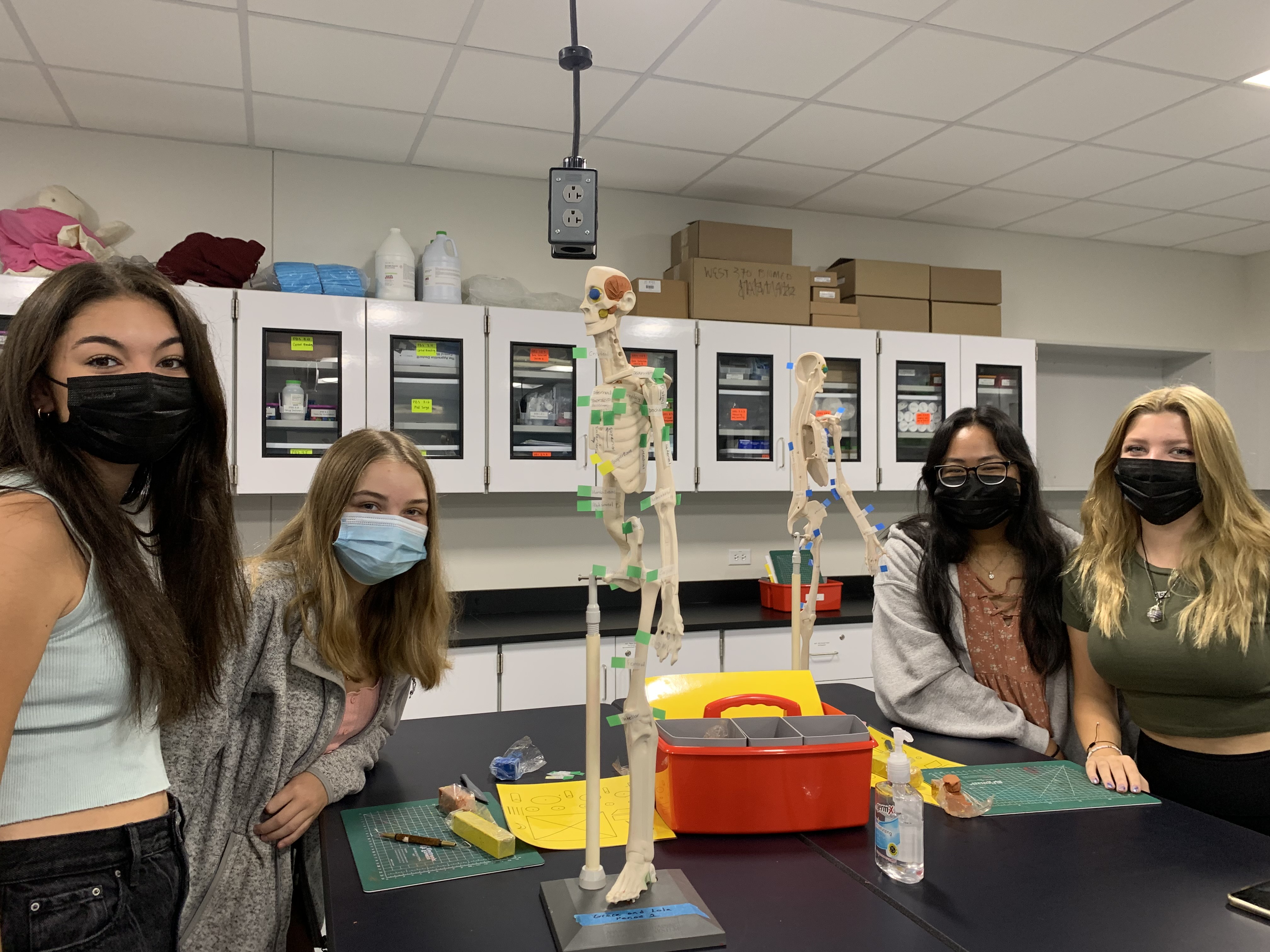 human body systems