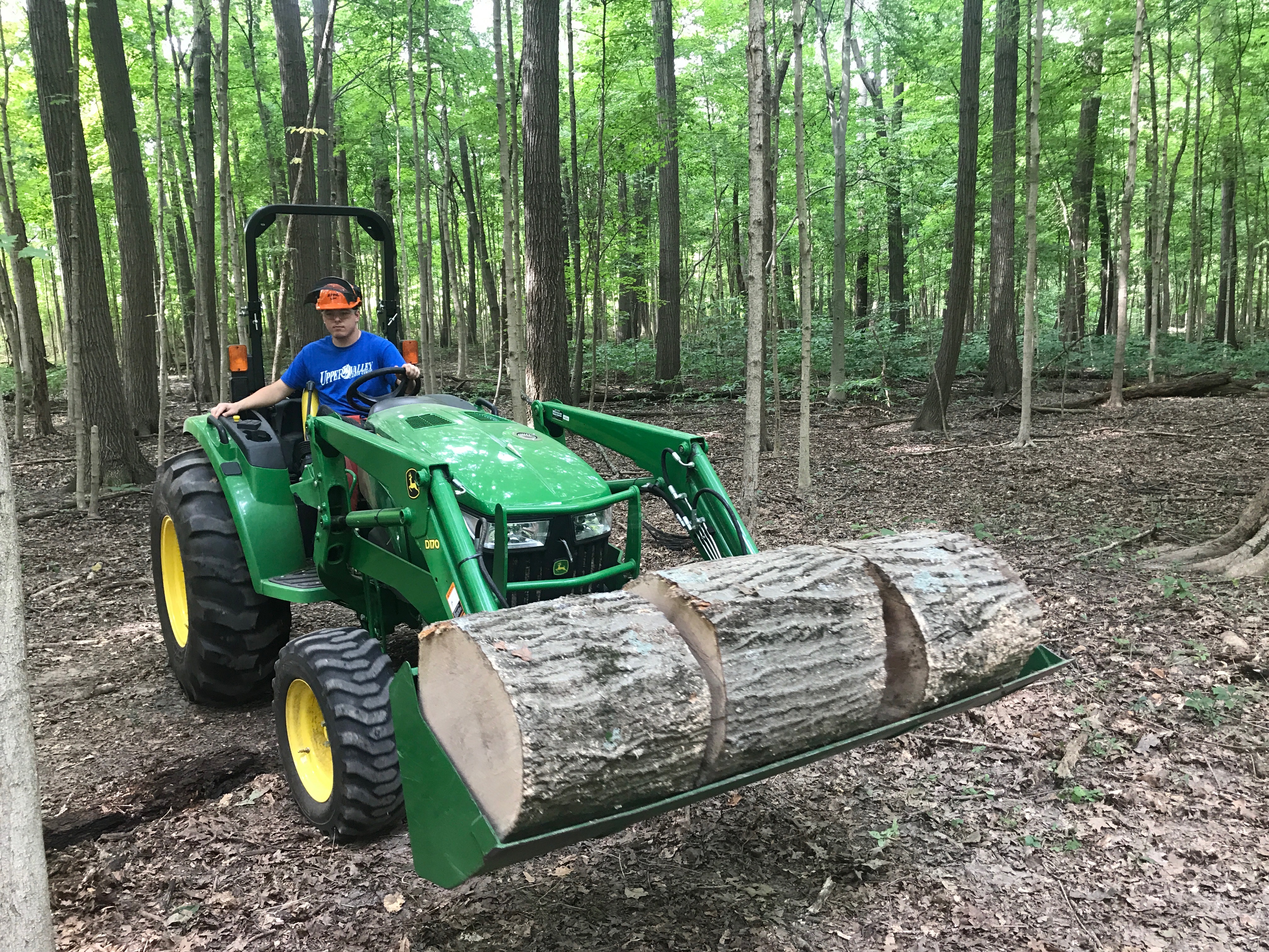 Clearing the woods