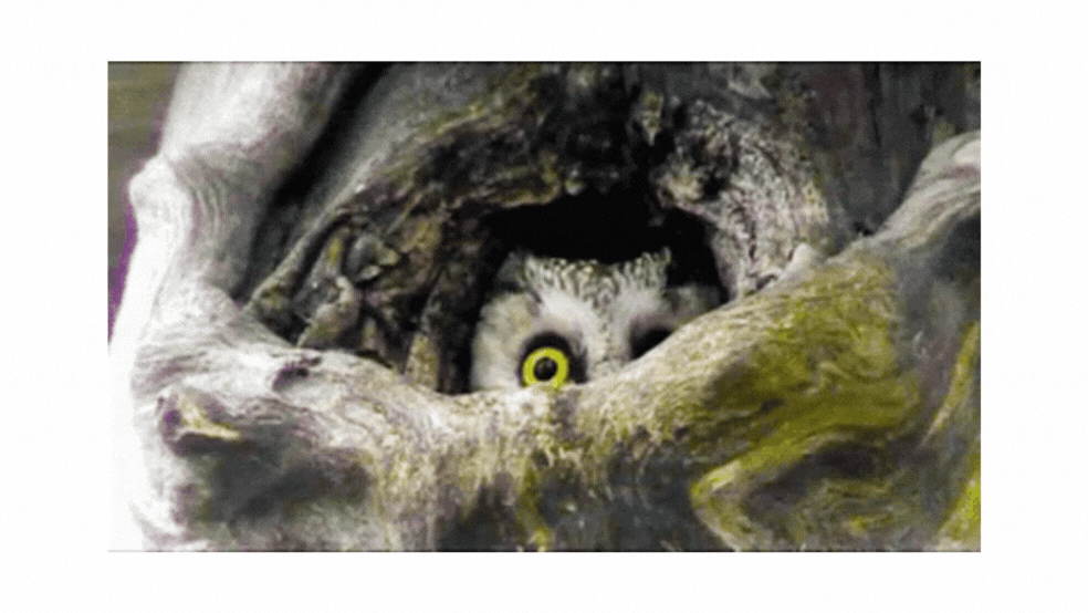 owl