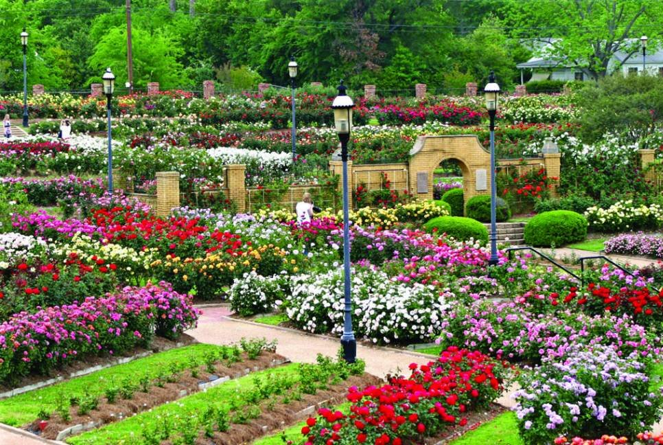 Tyler Rose Garden with rows of roses in multiple colors