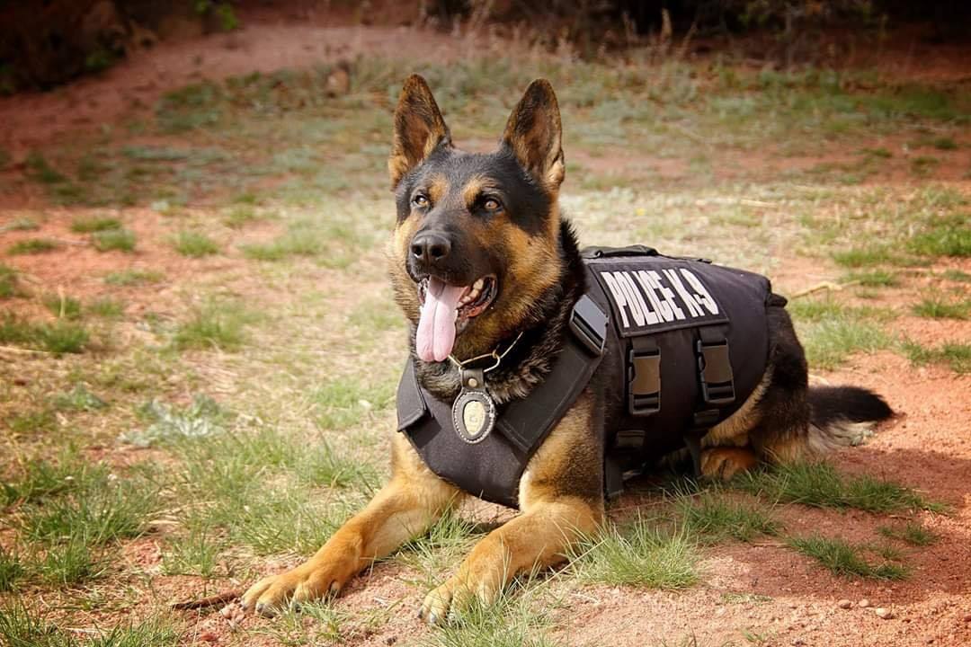 K9 police dog