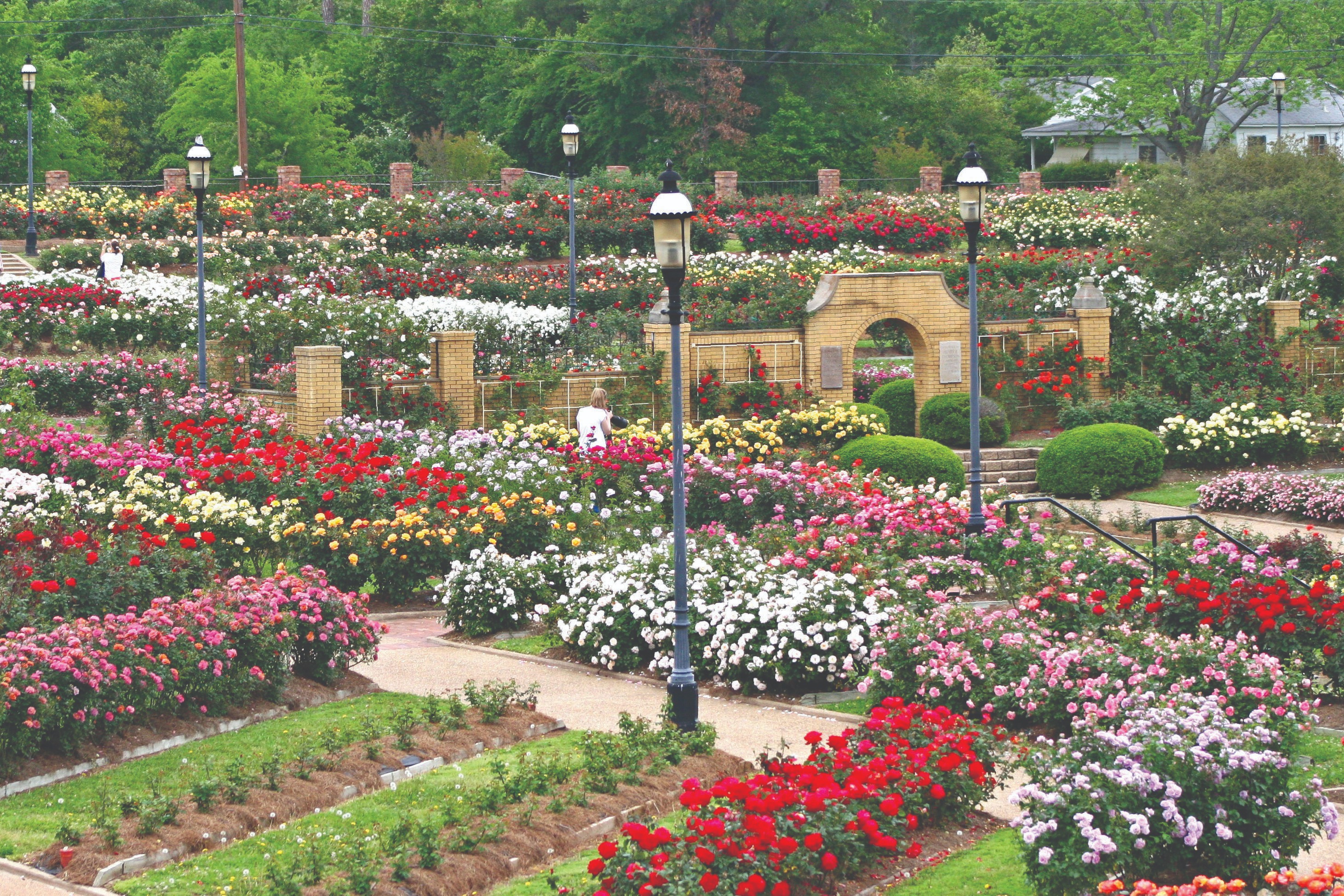 roses in giant garden