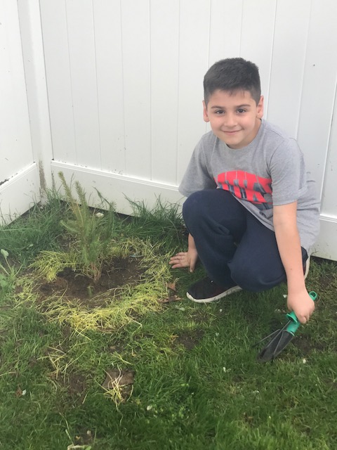 The 1st Graders were given trees to plant in honor of Earth Day. Pictured is Noah (1-A) planting his.