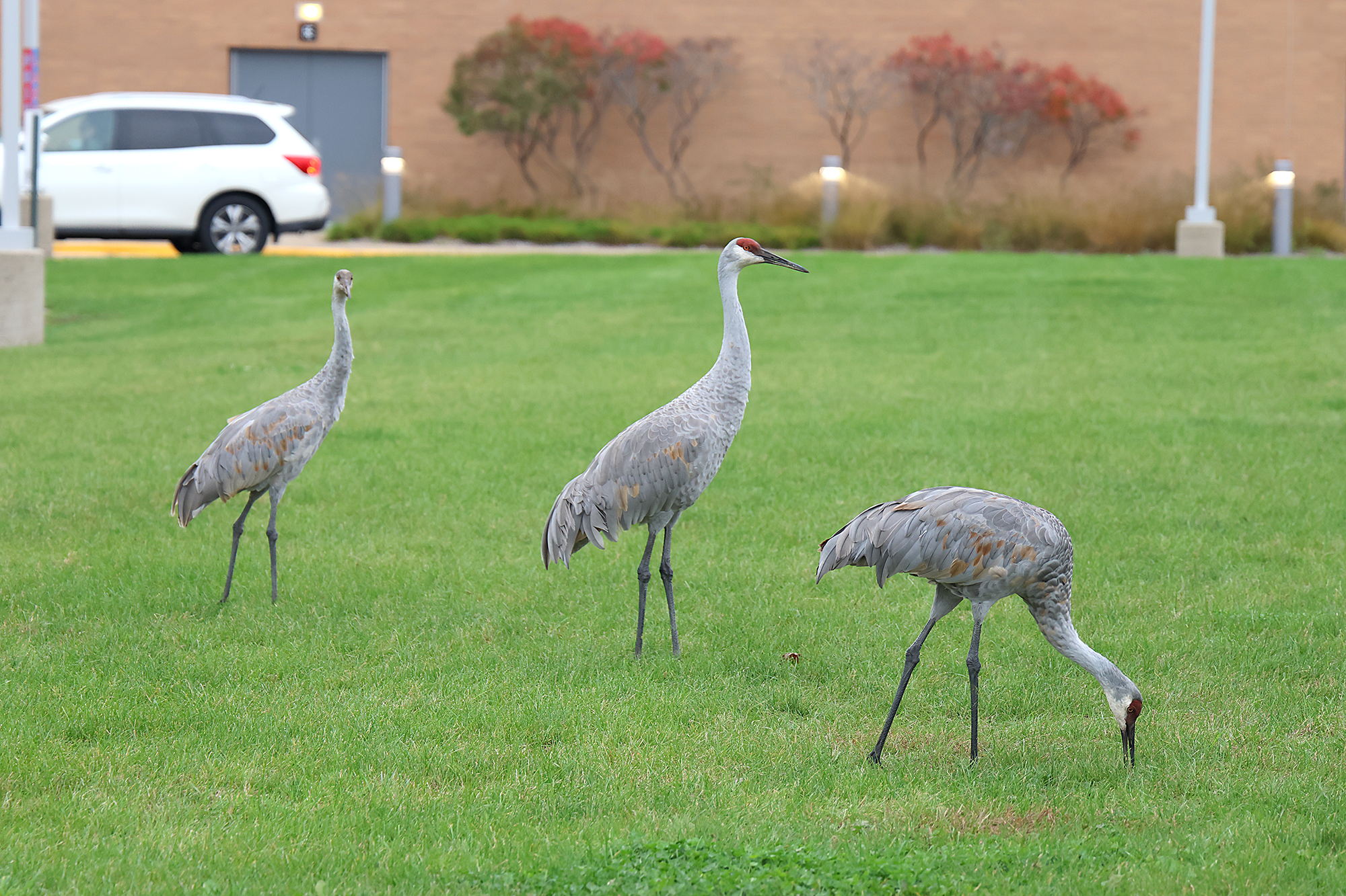 Crane1