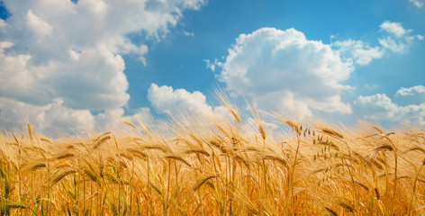 wheat