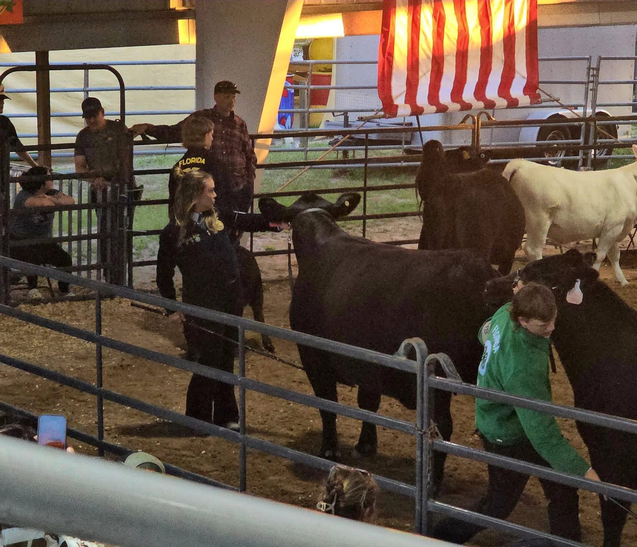 Jolene being shown at the 2026 Putnam County Fair.
