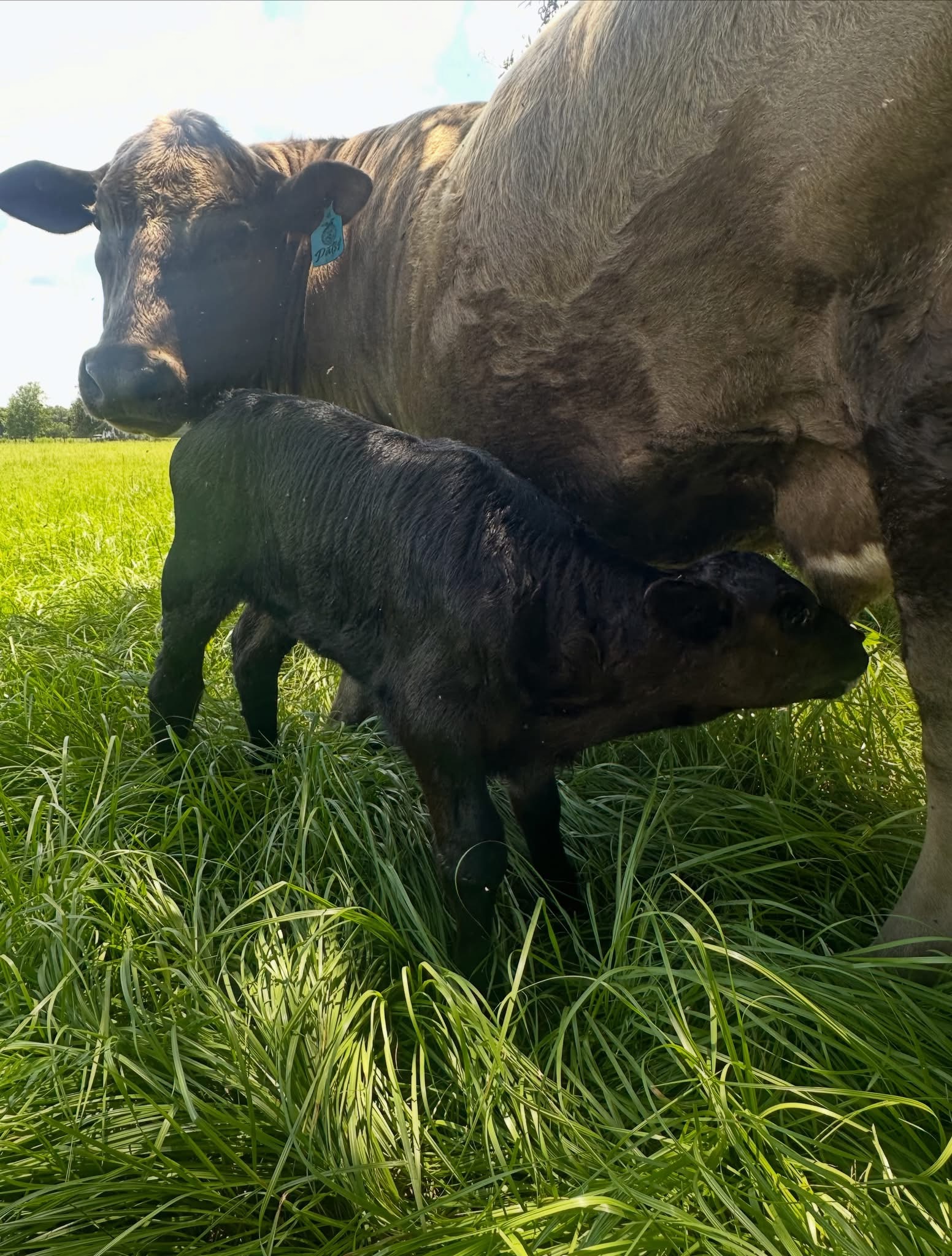 Patsy, our first baby born on the farm, with our newest baby JoDee.