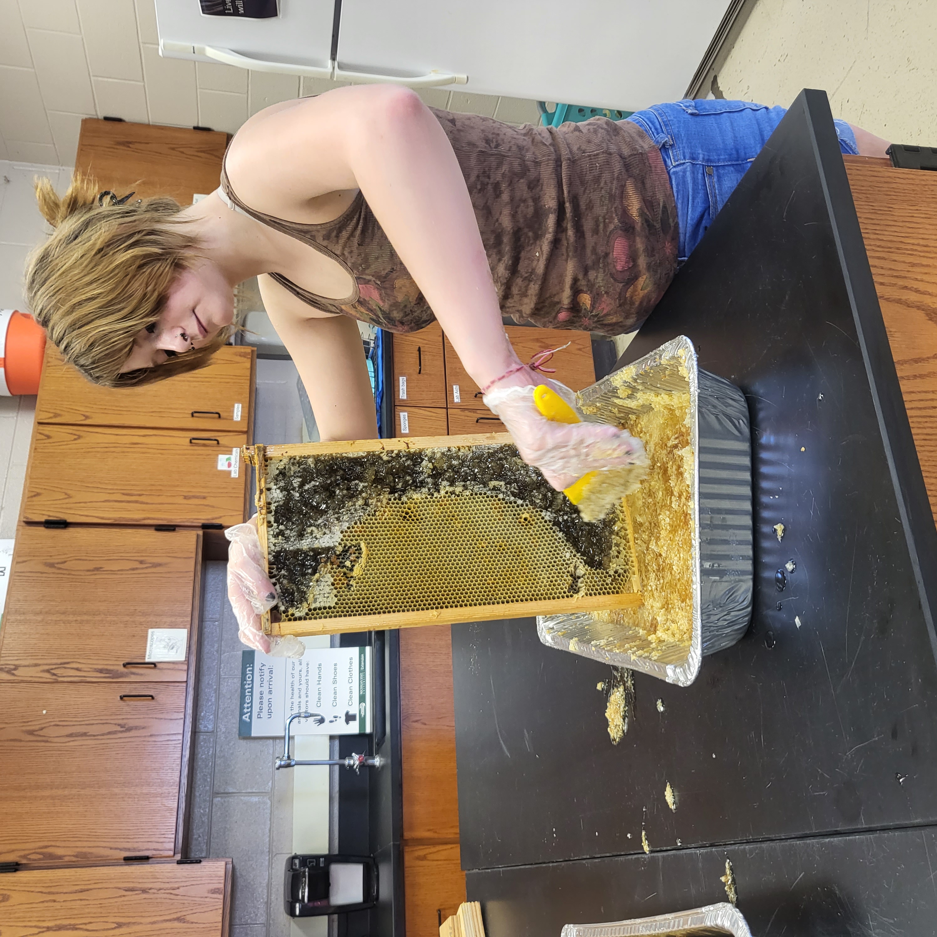 extracting honey