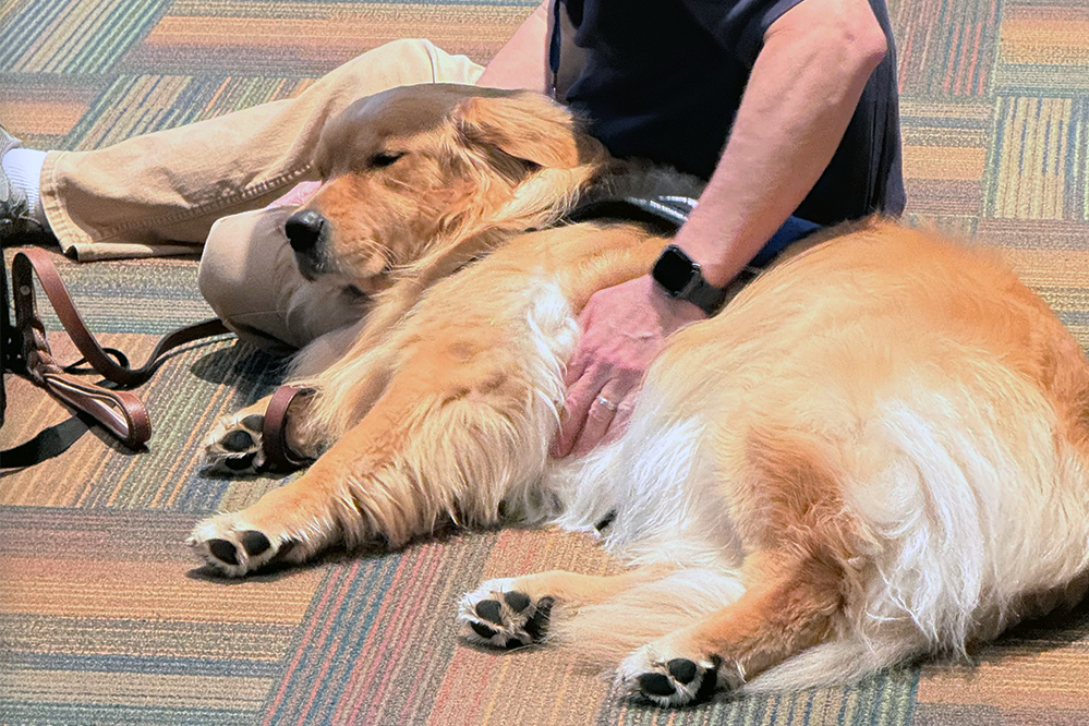 Care Solace l Clark-Pleasant Schools  Student Comforted by Dog