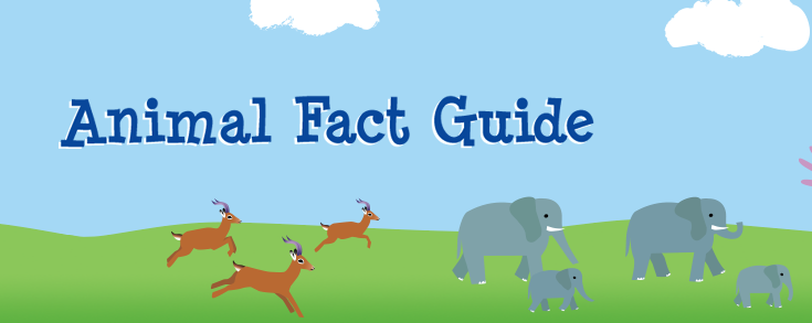 Animal Facts