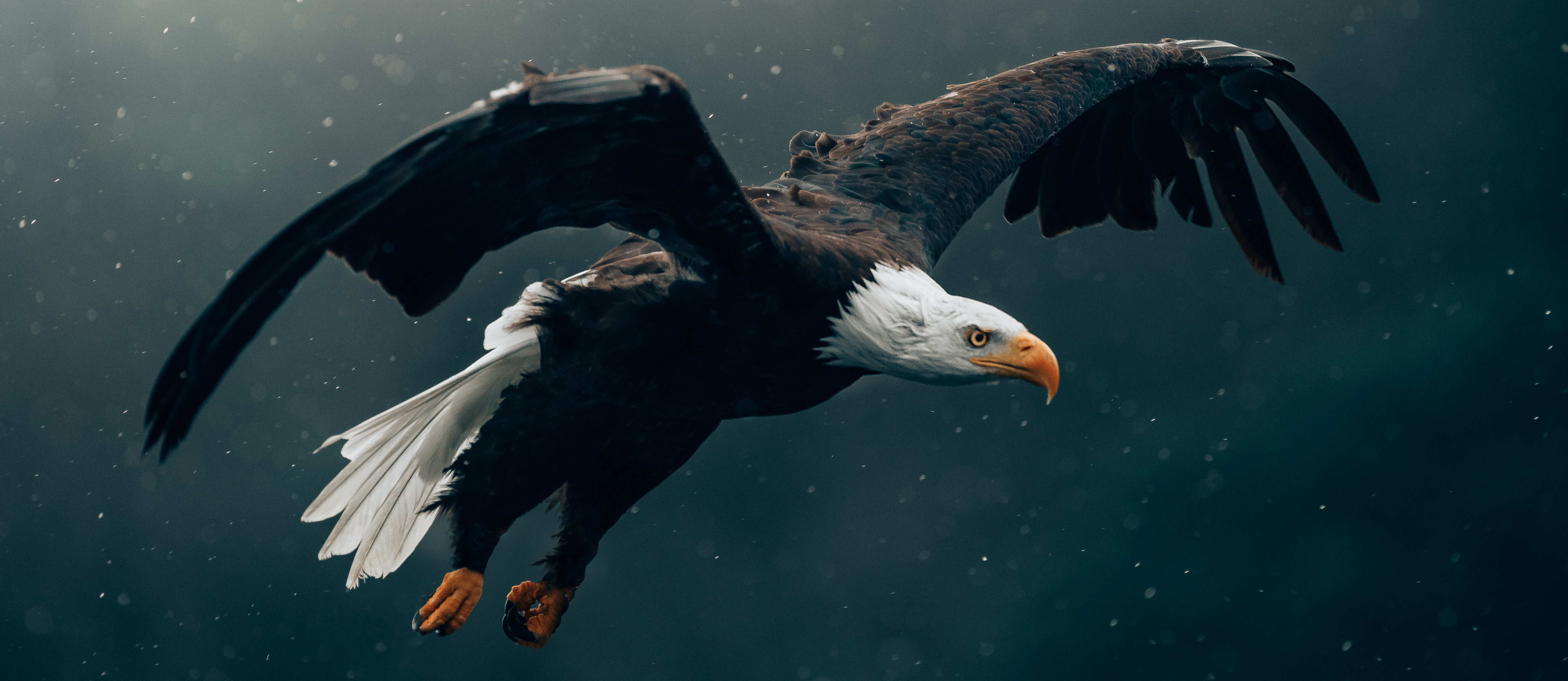eagle art by philip pilz