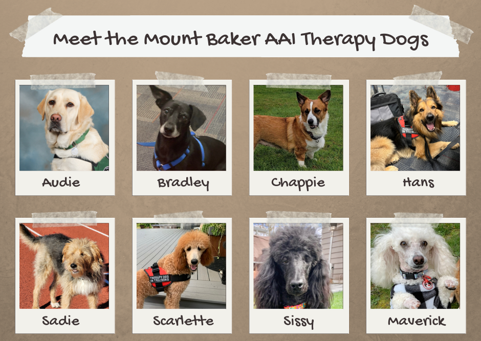 Mount Baker AAI Therapy Dogs