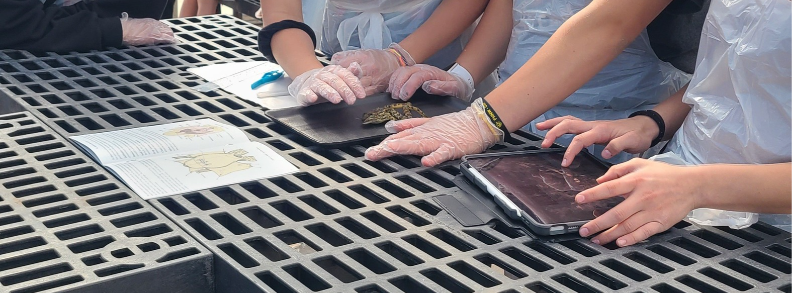 science dissection