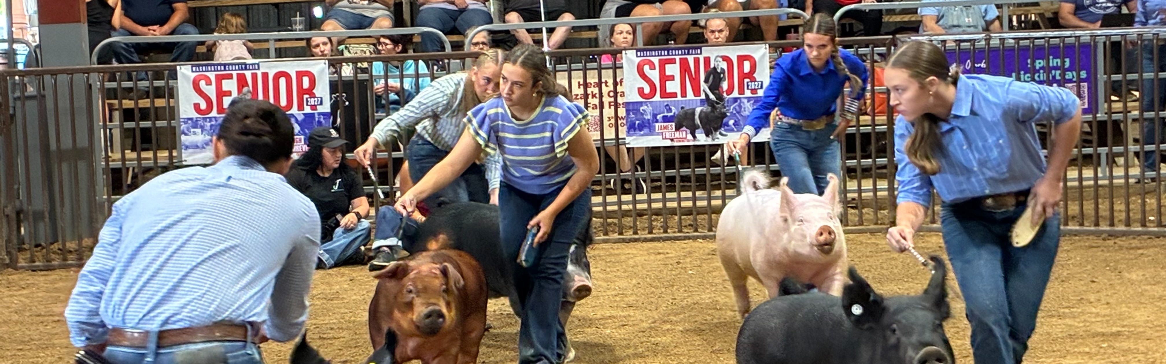 Several people, some wearing hats, walk pigs at an indoor venue. Spectators sit behind a metal barrier.