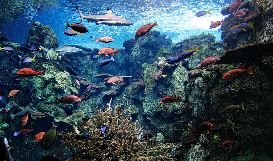 CORAL REEF
