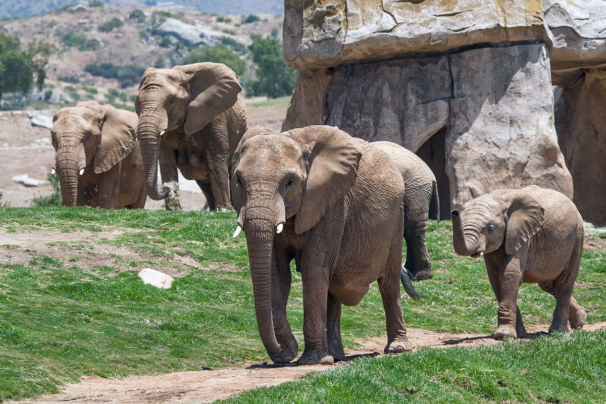 ELEPHANT