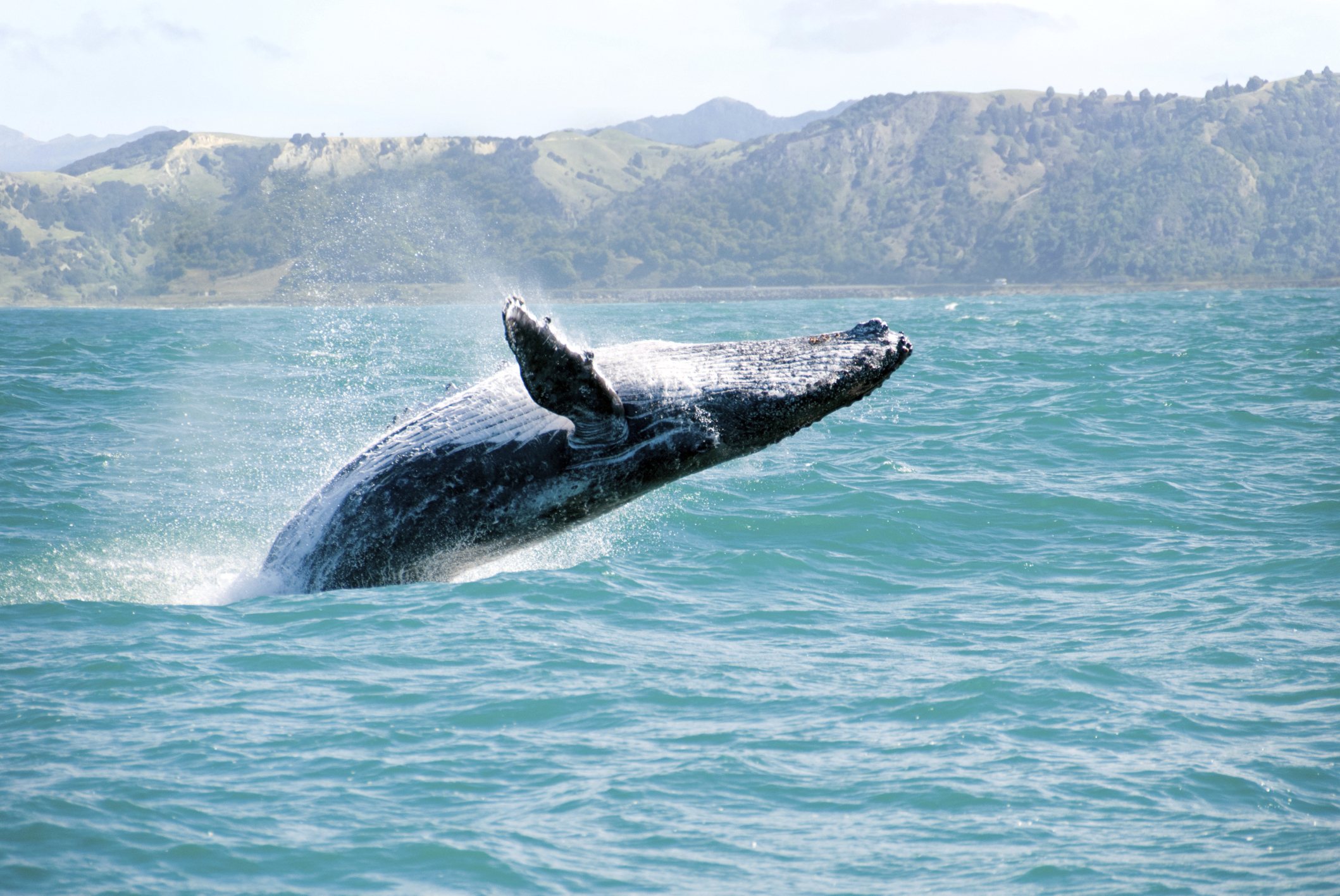 WHALE