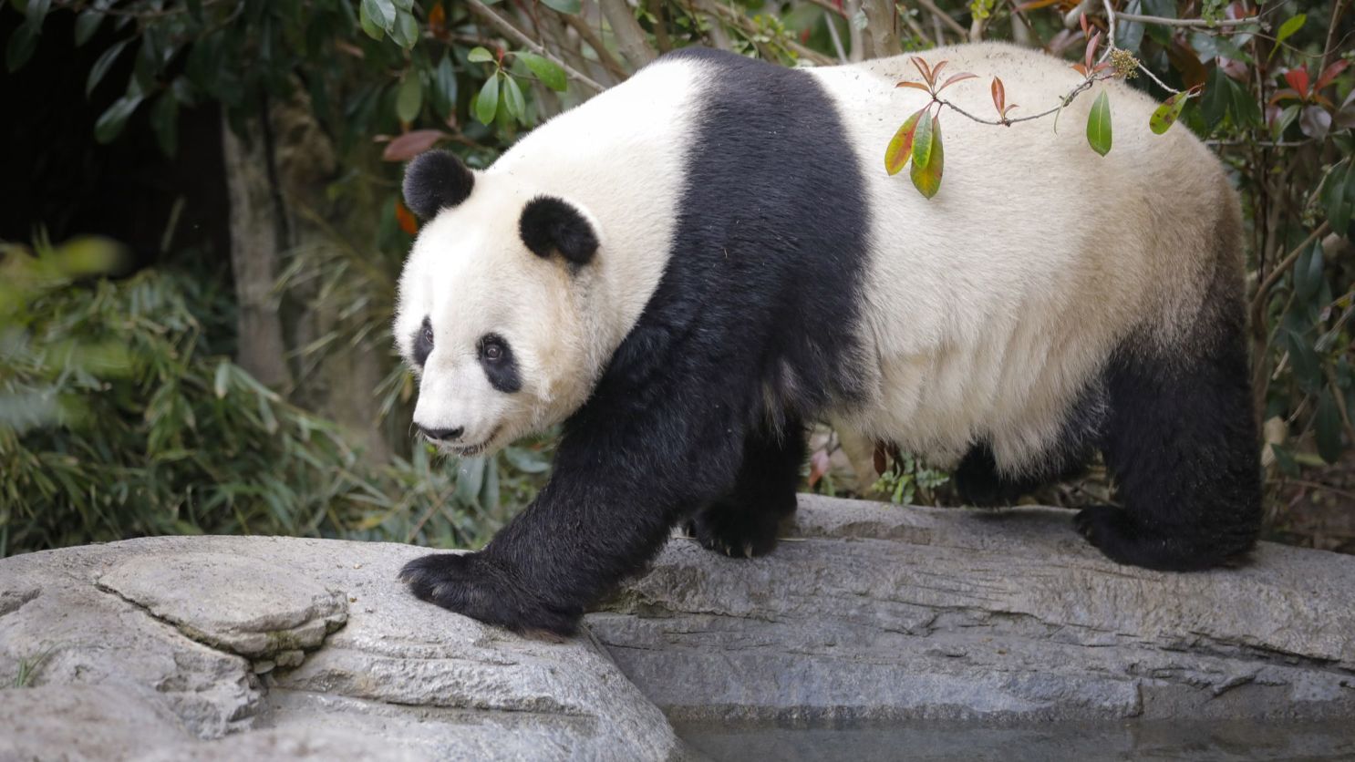 PANDA