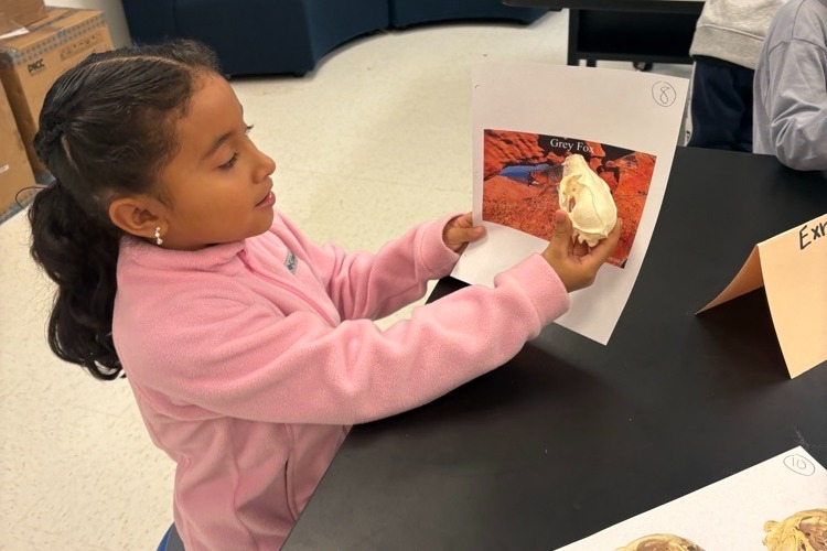 Student looking at a skull and referencing it to a picture