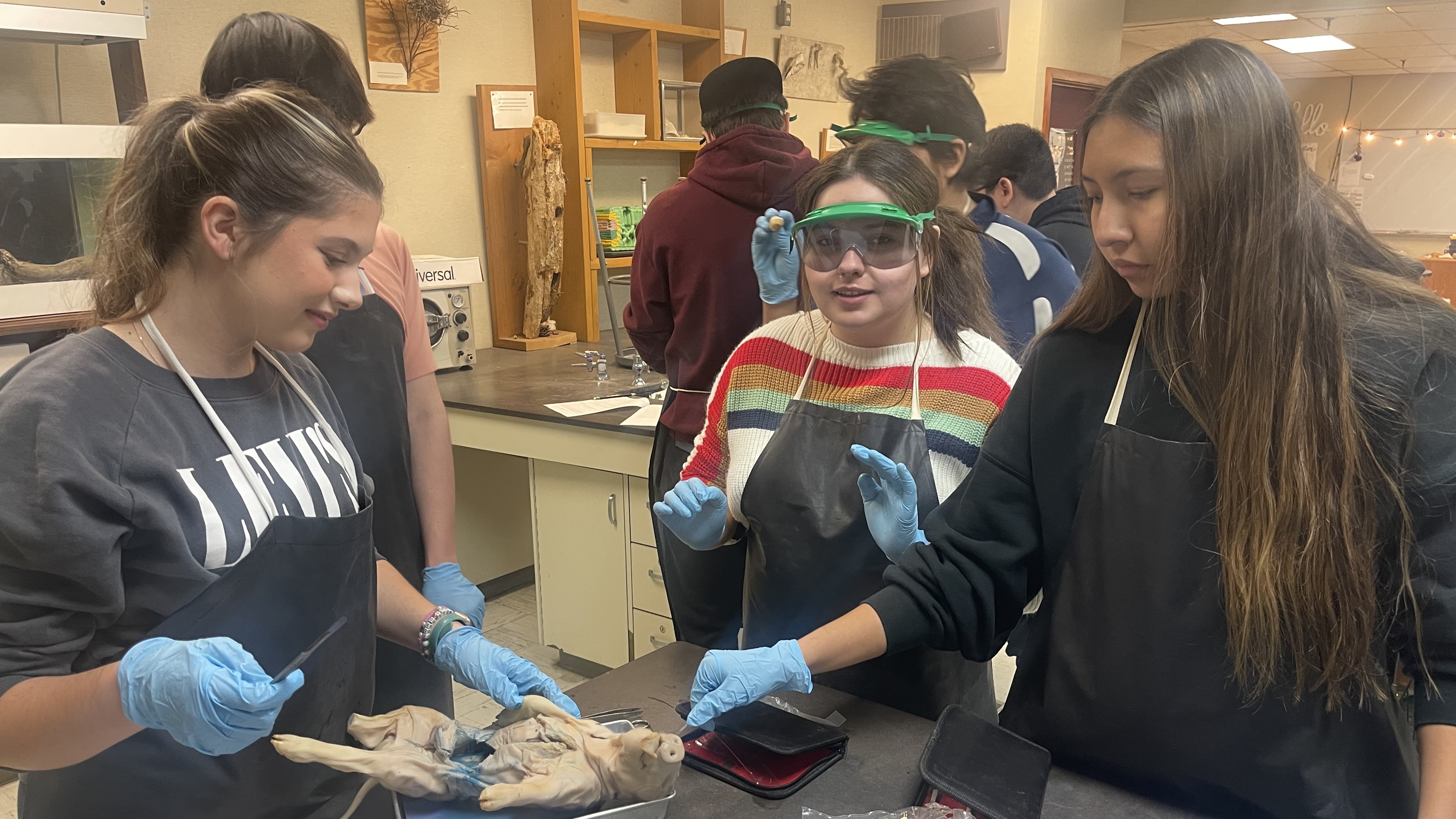 Lab dissection