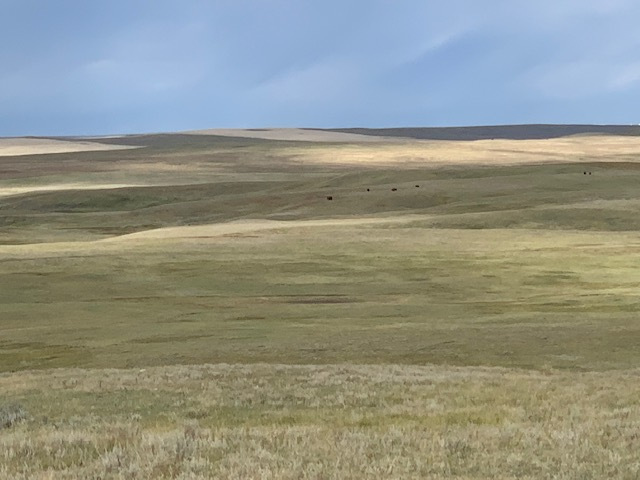 buffalo hunt 2019