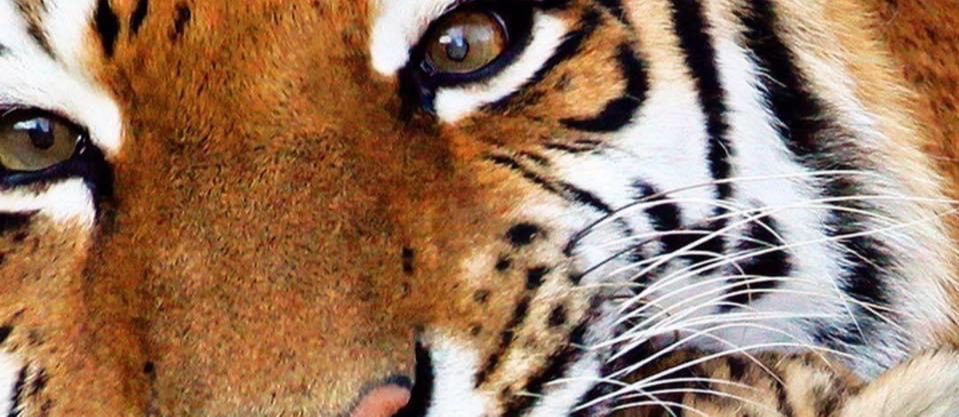 TIGERS