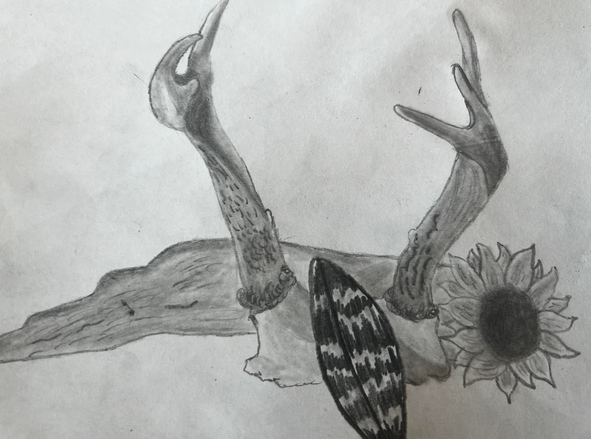 Pencil drawing antlers and feather