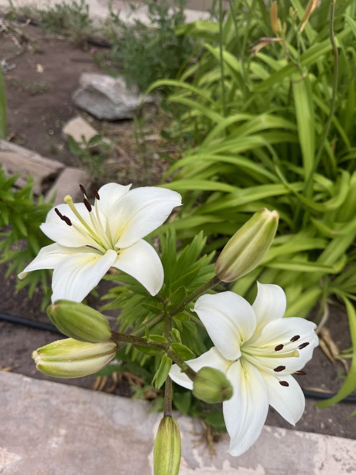 white lilies