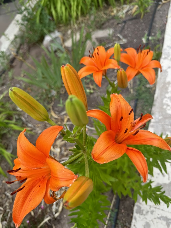 orange lilies