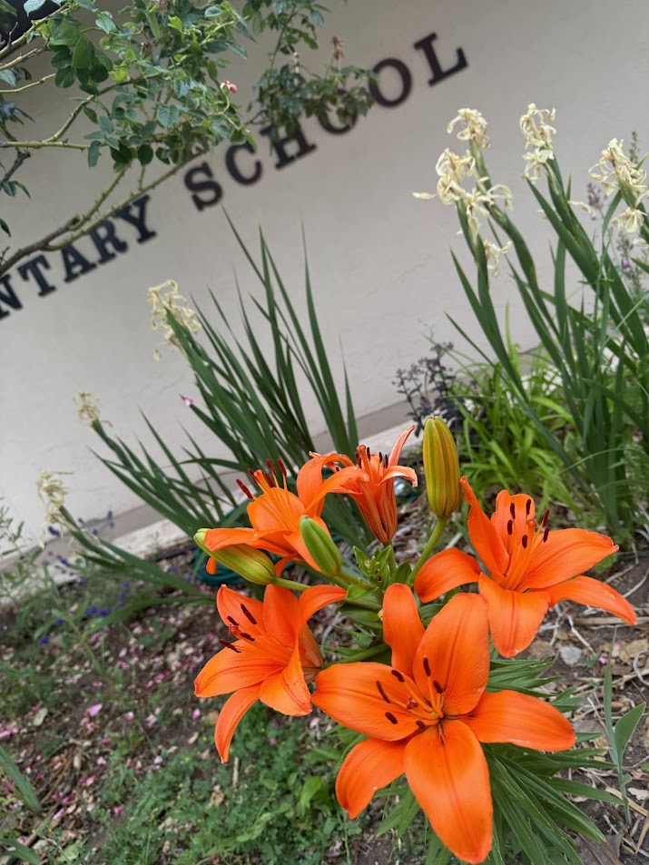 orange lilies 2