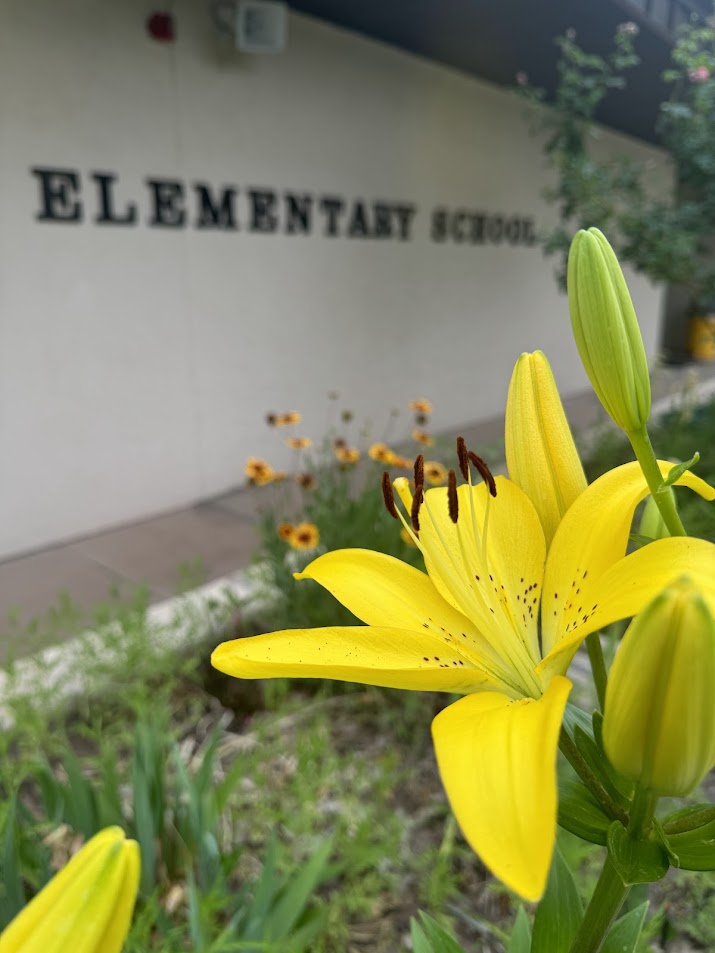 yellow lillies 2