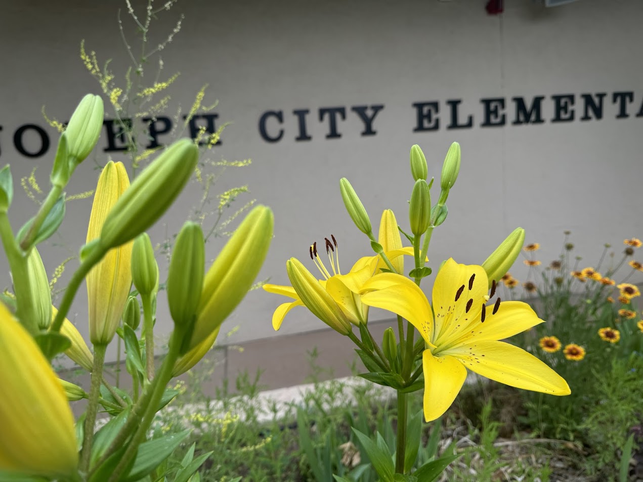 yellow lillies 3