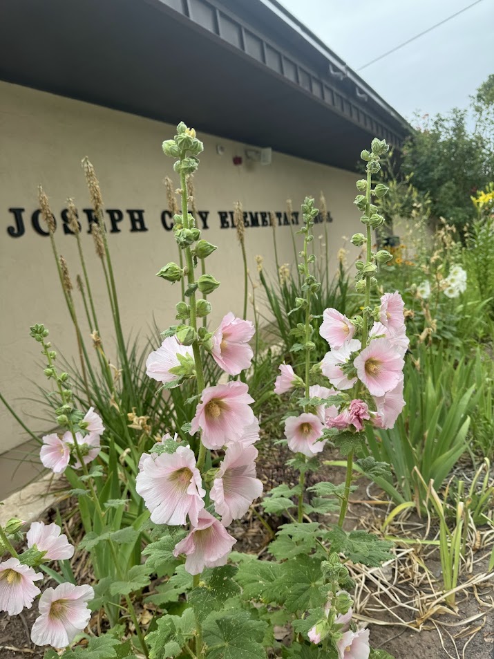 pink hollyhocks